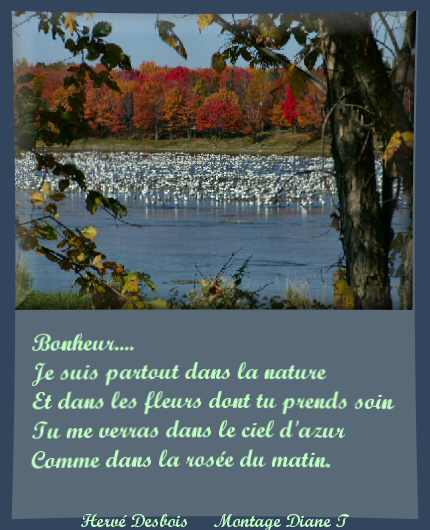 bonheur.... ou es-tu ??..........